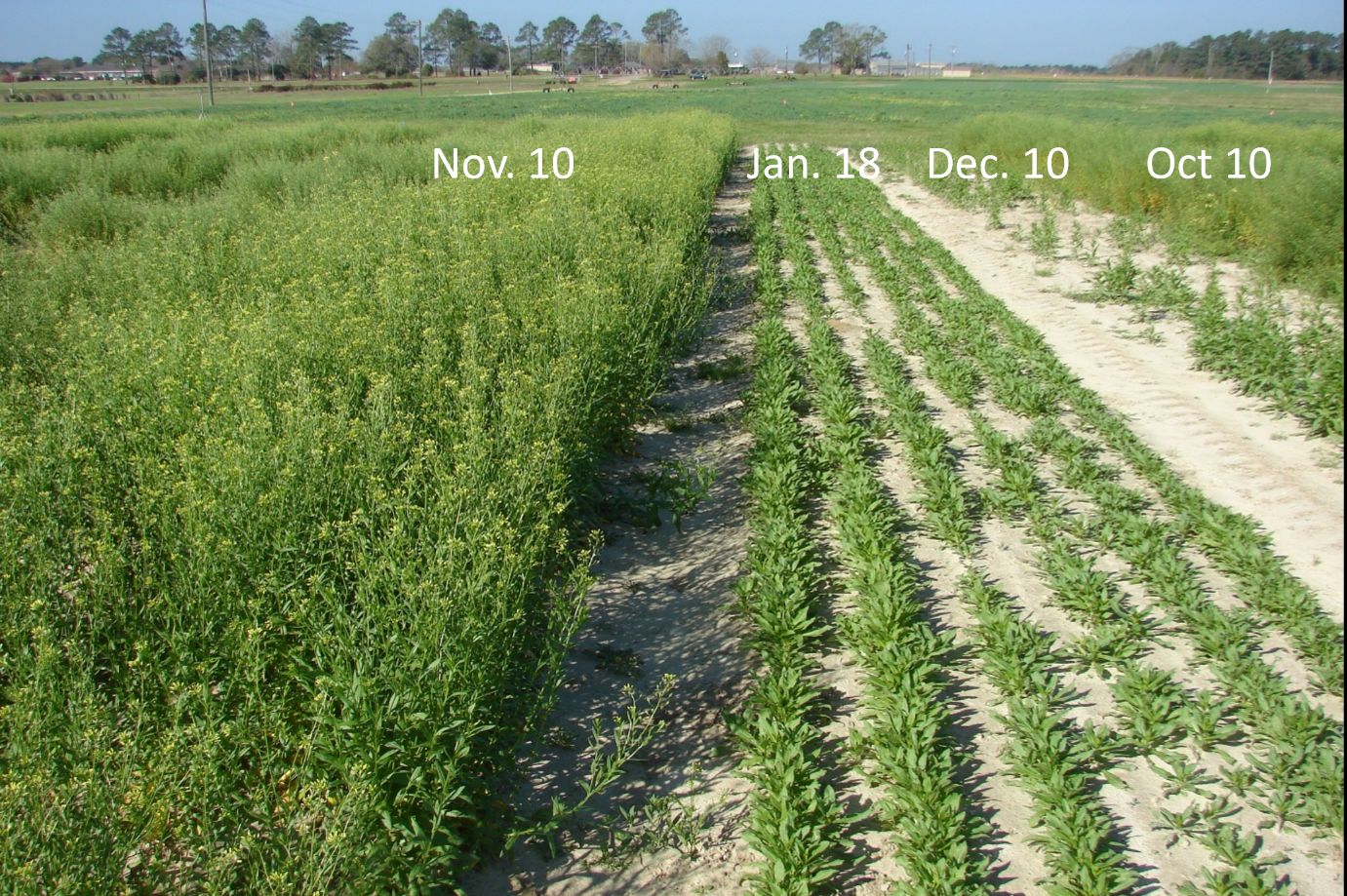 Camelina response to planting dates (Photo taken in March 2011). 