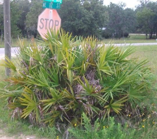 Figure 3. Saw palmetto can interfere with access to highway structures.