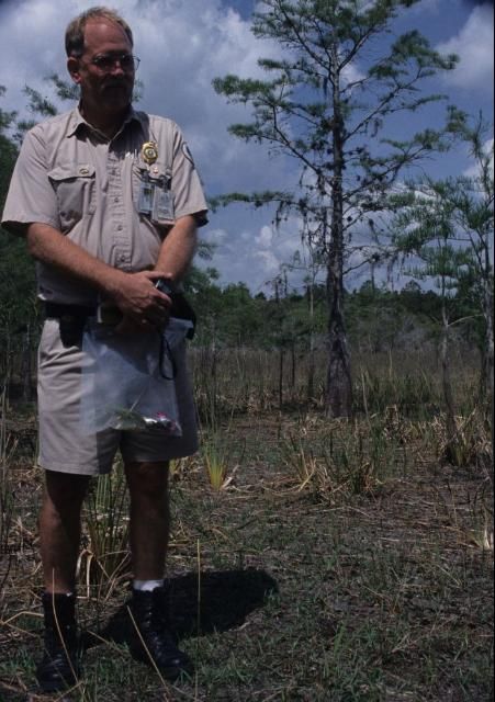 Figure 4. David Renz, USDA-APHIS, surveys Wright's nutrush seedlings in a dry cypress marsh in mitigation areas at the Ft. Myers International Airport (photographed April 2002).