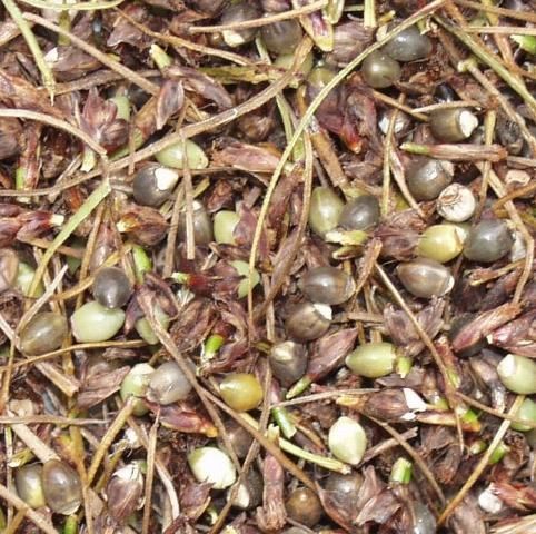 Fresh seeds of Wright's nutrush collected in October changed from jade to olive-green, grey, and white soon after picking.