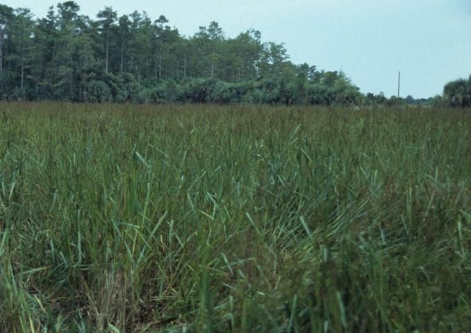 Yellowing stems topped by rusty seed stalks confer a characteristic color scheme across maturing populations of Wright's nutrush (photographed Sept. 18, 2006, marsh pond at Florida Fish and Wildlife Conservation Commission office, Vero Beach).