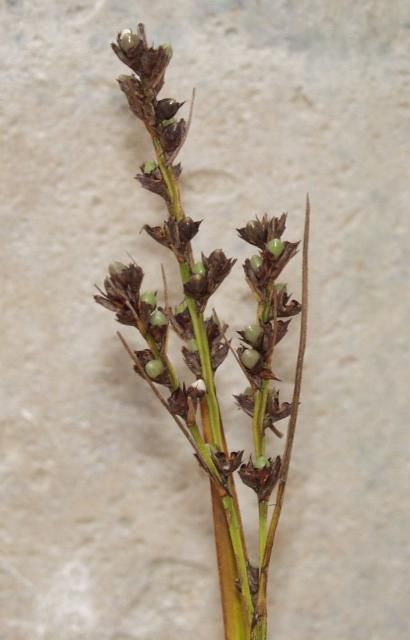 Mature seeds of Wright's nutrush remain nested in rust-colored scales.