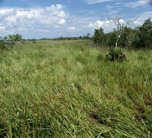 The first observance of large acreages of Wright's nutrush in Upper Basin marshes of the St. Johns River (photographed Sept. 2001).