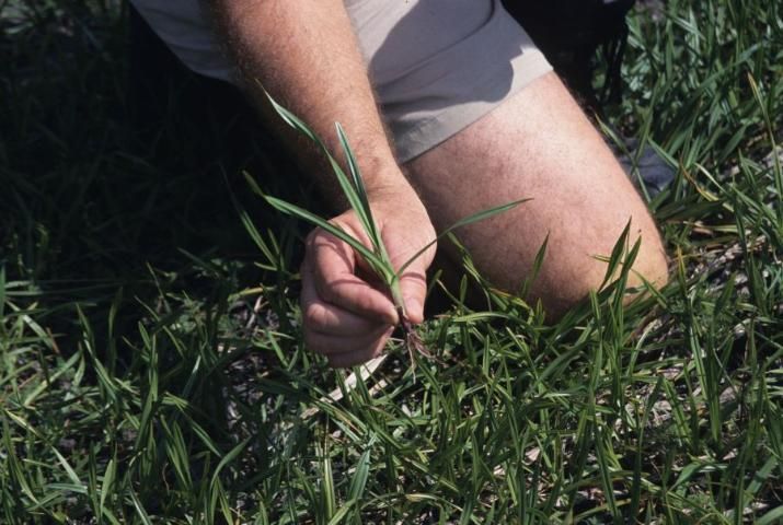 Seedlings of Wright's nutrush regenerate in bare patches among fallen debris from the past season's plants at a dried marsh pond in Lee County (photographed April 2002).