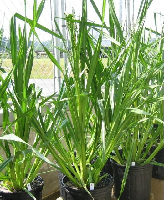 Continuously dry and very shallow surface water make for a complex architecture in Wright's nutrush, which is free to produce multiple stems and overall shorter plants.