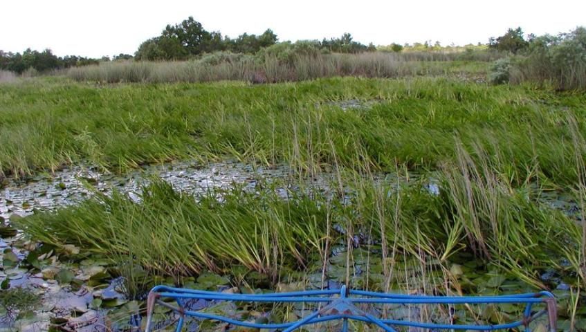 Airboats are common vectors for seed transport across drainage basins (photographed Aug. 16, 2002 at Blue Cypress Water Management Area, Upper Basin, St. Johns River).