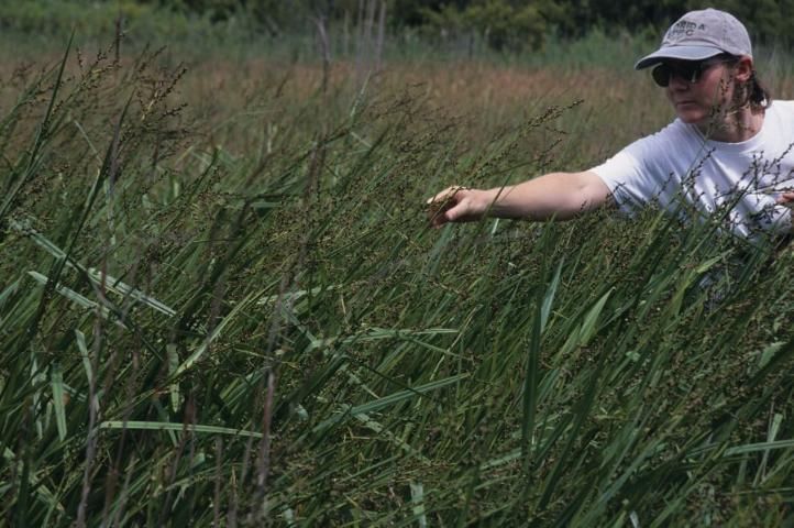 Stalks bearing maturing seeds are collected by Alison Fox at Disney Wilderness Preserve, Upper Basin, Kissimmee River (photographed Aug. 2002).
