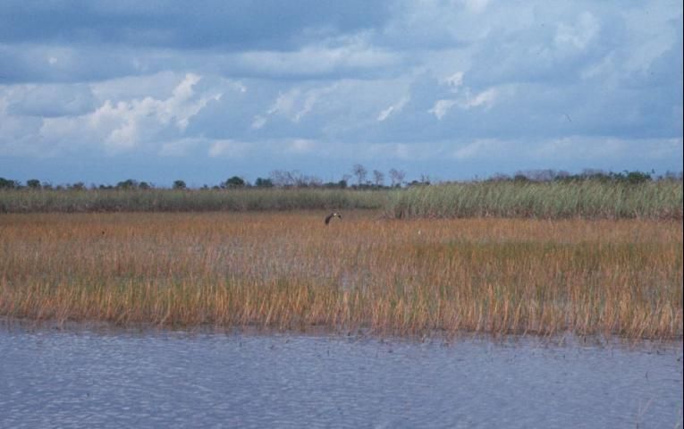 In the Upper St. Johns and Kissimmee Basin marshes, Wright's nutrush is encroaching on critical habitats of the Florida snail kite (Rostramus sociabilis).