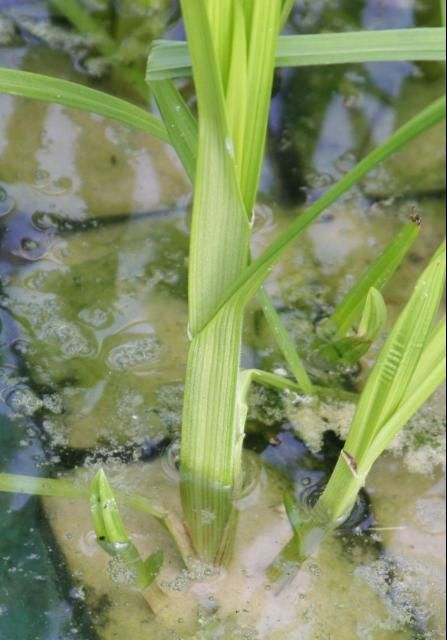 The strongly three-sided stems of Wright's nutrush are typical for a sedge species. The width of each side, however, is exceptionally broad [up to 2.5 cm (1.5 in) across], which makes for an extremely robust plant that is tolerant of wet as well as dry conditions during the summertime growth period.