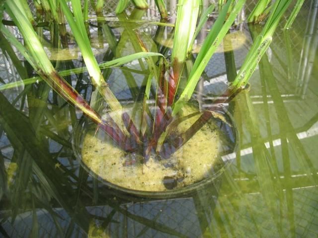 Streaks of dark red tinge the base of stems and extend through the roots of Wright's nutrush.
