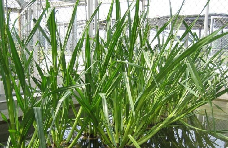 The leaves of Wright's nutrush are long, wide, and lance-shaped. Their "W"-like pleats and blunt tips are clearly displayed. The plants pictured are entering the flowering stage at which time their leaves tend to bend toward the tip in a manner that reflects sunlight.