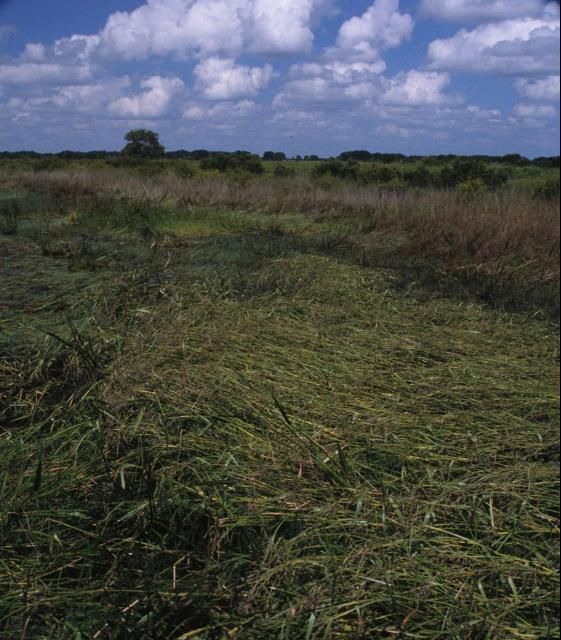 Wright's nutrush colonizing the southeastern shoreline of Lake Kissimmee, just north of Hwy 60 along the edge of a wet grazing area with cattle (photographed Sept. 2002).