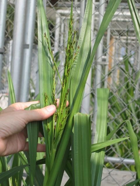 Stalks (inflorescences) bearing inconspicuous flowers begin to emerge from the top of a lead stem of Wright's nutrush.
