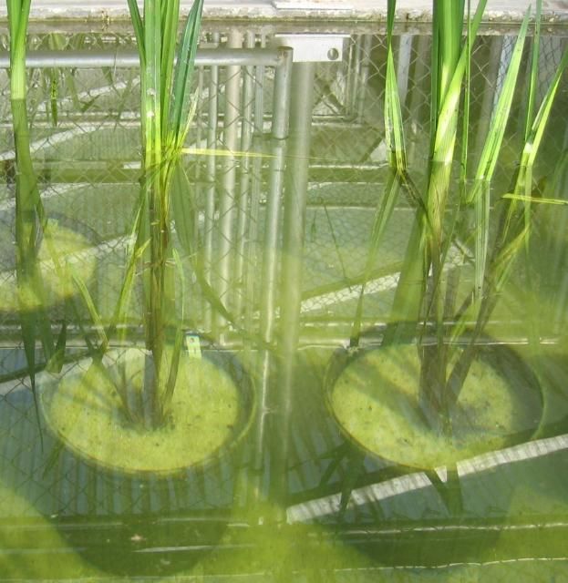 Early inundations of deep surface water suppress basal meristems in Wright's nutrush to result in tall plants consisting of only a few stems.