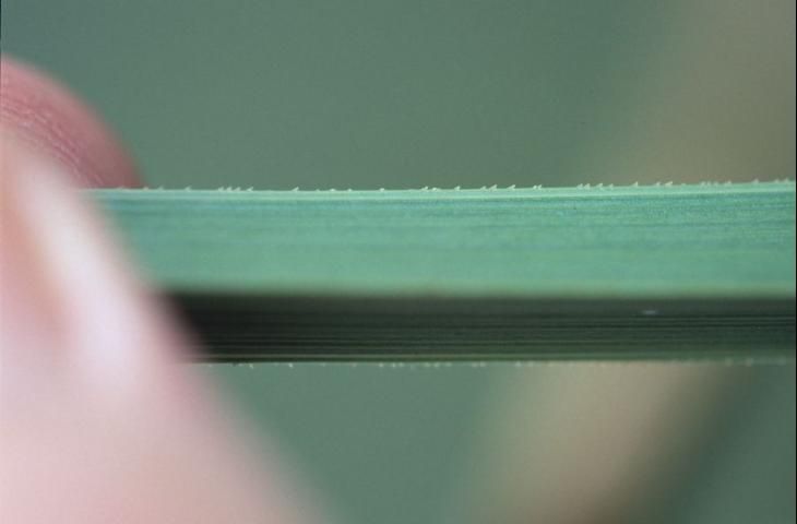 Prickles composed of wedges of silica emerge from epidermal tissue on the stem of Wright's nutrush.