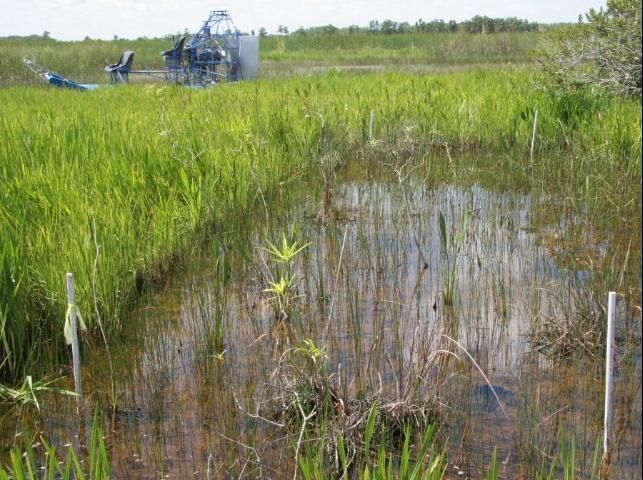 The benefits of early treatment (May 12) of Wright's nutrush are demonstrated by the resulting open water and appearance of native plants within the plot (photographed July 9, 2009 at Blue Cypress Water Management Area, Upper Basin, St. Johns River). A potential disadvantage of early treatment is that ATVs must be available to access the marsh, which often remains dry into May. Plants were just past ankle height (25 cm, 10 in) at the time of treatment.