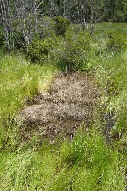 Wright's nutrush treated August 5 with 0.5% Reward at Blue Cypress Water Management Area, Upper Basin, St. Johns River (photographed Sept. 17, 2009). At the time of treatment, plants emerged from 12 cm (5 in) of surface water and although large, 90 cm (35 in) were not yet flowering. The photo demonstrates the disadvantages of a late treatment, which involved a heavy biomass production that was slow to decay and the sequestration of native plant growth for an entire growing season. Preliminary trials indicate that a further 10% reduction in dosage (to 0.05% Reward) may be as effective.