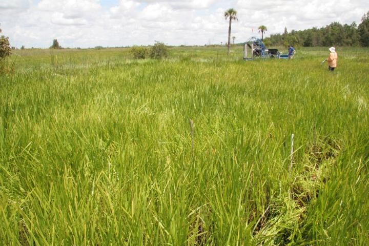 An untreated control plot remains densely populated with Wright's nutrush at Blue Cypress Water Management Area, Upper Basin, St. Johns River (photographed July 9, 2009).
