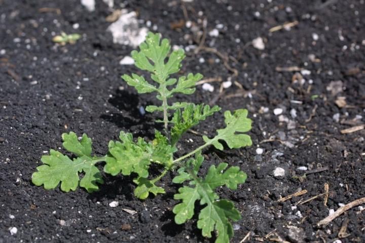 Figure 1. Ragweed parthenium at the rosette stage.