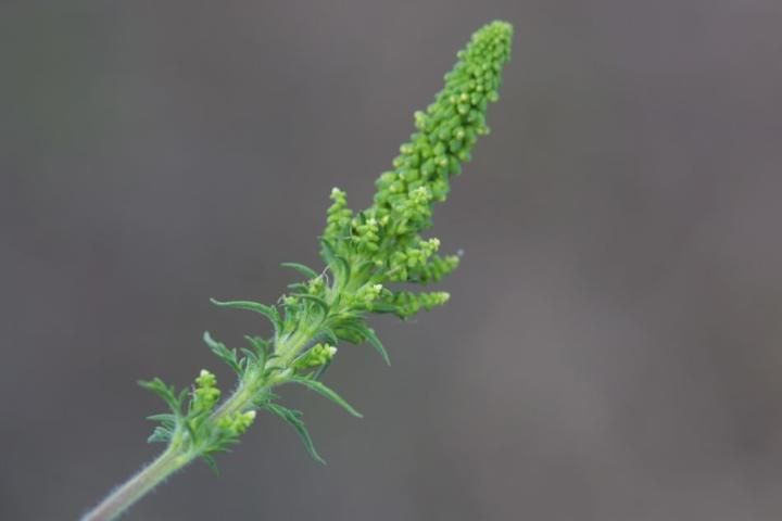 Figure 5. Common ragweed inflorescence.