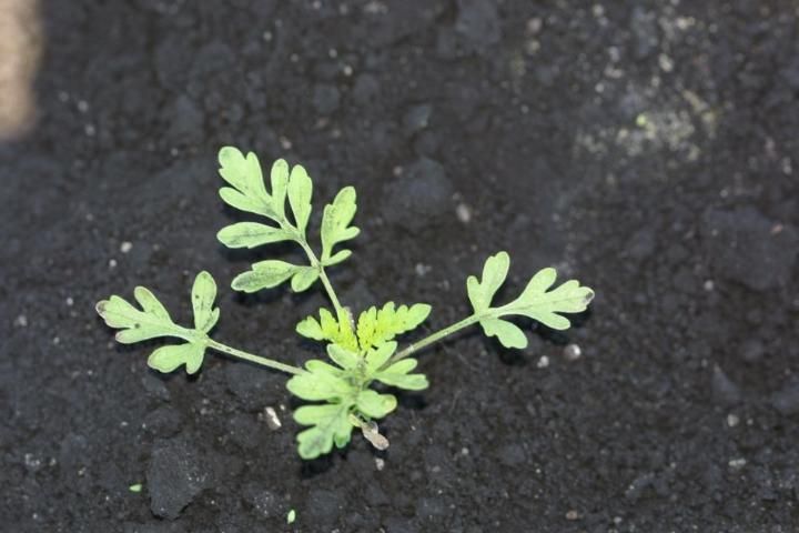 Figure 3. Four-leaf common ragweed seedling.
