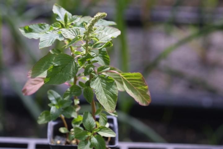 Figure 2. Spiny amaranth 4 weeks after inoculation with Xanthomonas campestris pv. vitians strain.