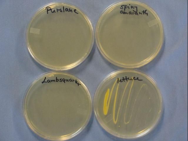 Figure 5. Growth of Xanthomonas campestris pv. vitians following streaking with inoculum from common purslane (top left petri dish), spiny amaranth (top right petri dish), common lambsquarters (bottom left petri dish), and lettuce (bottom right petri dish) previously inoculated with Xanthomonas campestris pv. vitians strain (lettuce showing and confirming Xanthomonas campestris pv. vitians growth while the weeds show no growth).