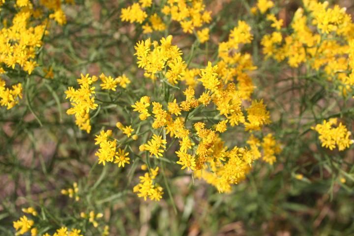 Figure 2. Flat-top goldenrod inflorescences contain many disk and ray flowers.