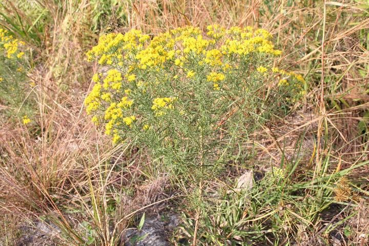 Figure 1. Flat-top goldenrod is a perennial plant that often infests poorly maintained pastures. Multiple branches give the plant a flat-top appearance.