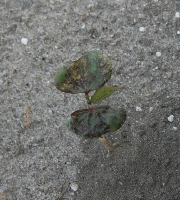 Figure 19. Flumioxazin injury from a preemergence application. Note burning symptoms on newly emerged leaves.