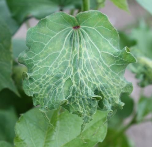 Figure 12. Dicamba injury from a postemergence application.
