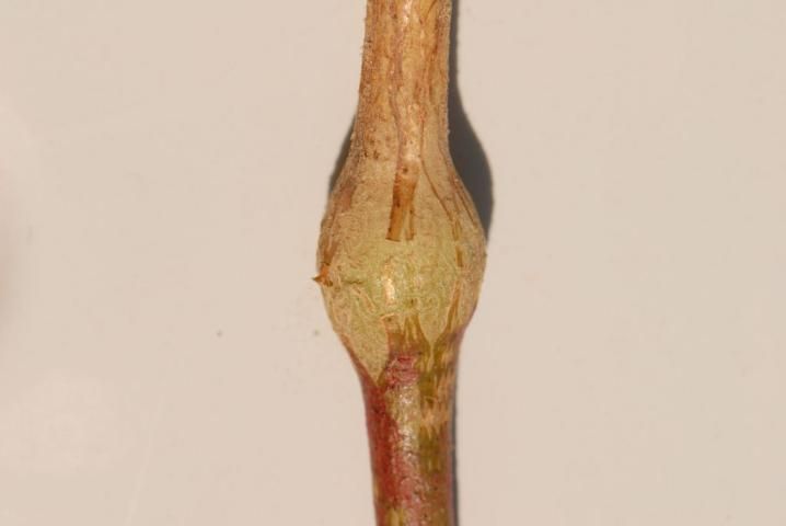 Figure 22. Swelling at the stem of a cotton plant from exposure to preemergence pendimethalin.
