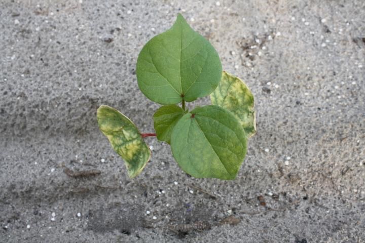 Figure 1. Atrazine injury in cotton from a preemergence application. Note that older leaves have more damage than newer leaves.