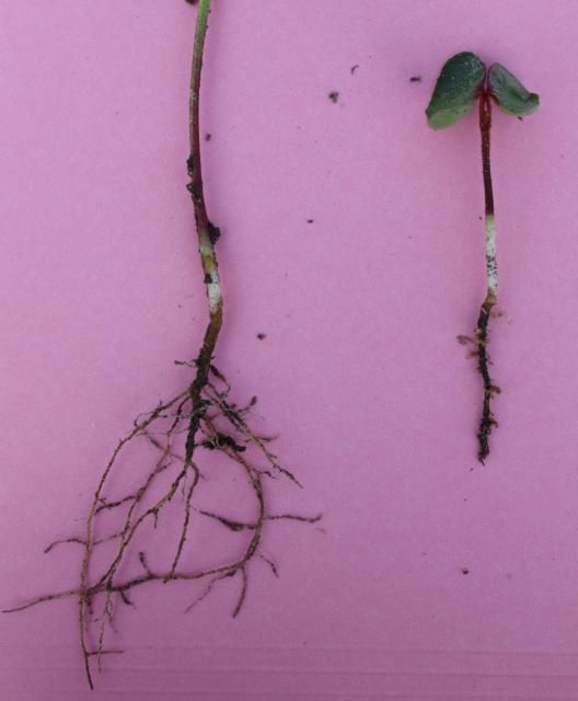 Figure 21. A healthy plant (left) compared to a plant with pendimethalin injury (right). Note the short, club-like roots and overall stunted growth.