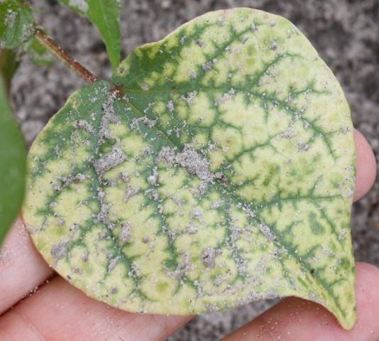 Figure 2. Severe atrazine injury from a preemergence application. Tissue death (or necrosis) will soon develop at leaf margins.