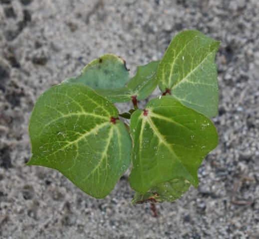Figure 15. Moderate norflurazon injury from a preemergence application. Note bleaching in leaf veins.