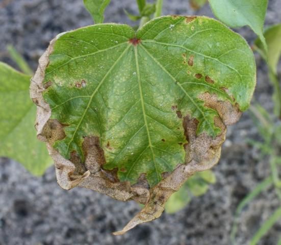Figure 20. Fomesafen damage from a postemergence application. Note burning damage on leaves, which is typical of PPO-inhibiting herbicides.
