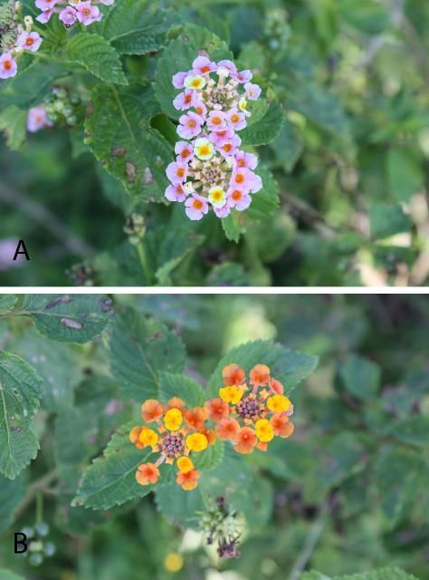 Figure 2. Lantana flowers of (A) purple/white and (B) red/yellow are common.