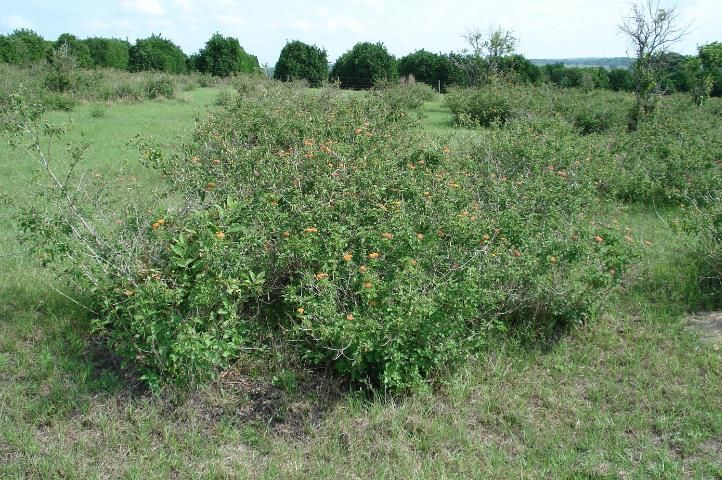 Figure 1. Lantana camara growing in pasture.