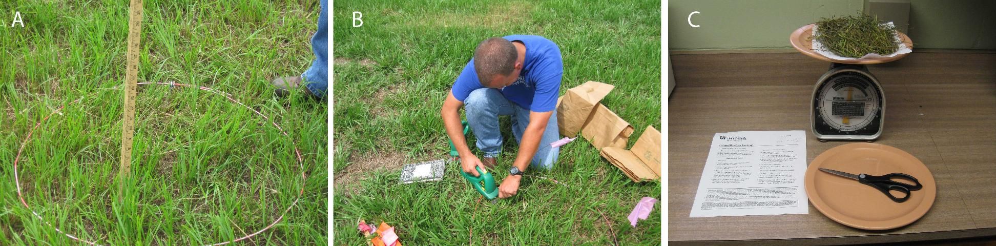 Figure 1. A) Measurement of forage height; B) Collection of field sample; C) Weighing dried samples.