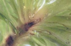 Figure 12. Damage to hydrilla tip from the larva of the hydrilla miner.