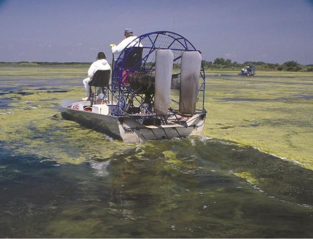 Figure 6. An application of aquatic herbicide using an airboat with trailing hoses for treating hydrilla. Note: Filamentous algae is on the water's surface and hydrilla is below the surface.