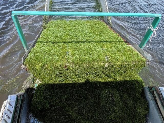 Figure 9. Thick, fresh-cut hydrilla being conveyed from the water column into the harvester.