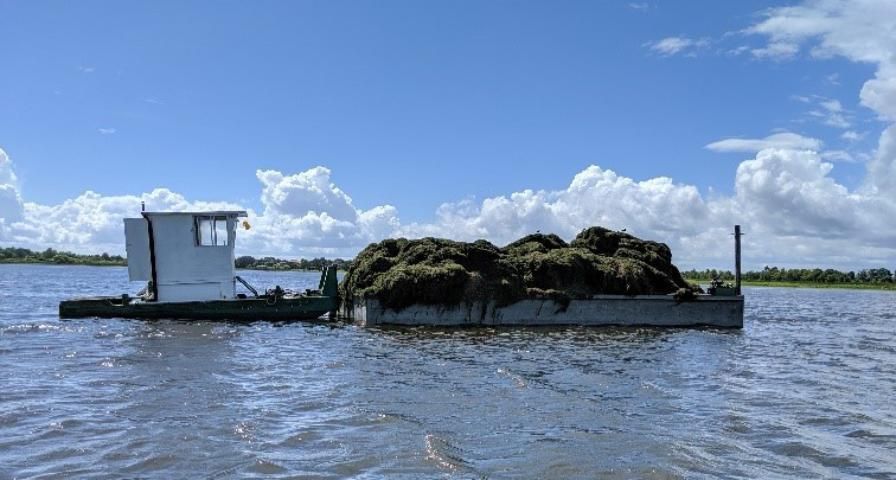 Figure 10. A tugboat pushing a mound of harvested hydrilla to shore.