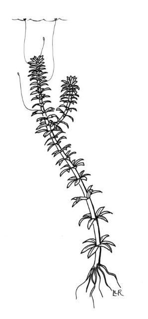 Figure 1. Hydrilla (Hydrilla verticillata) plant with flowers.