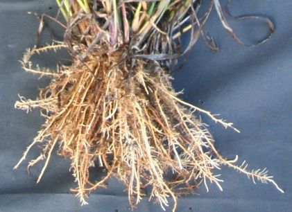 Figure 7. Vaseygrass root structure