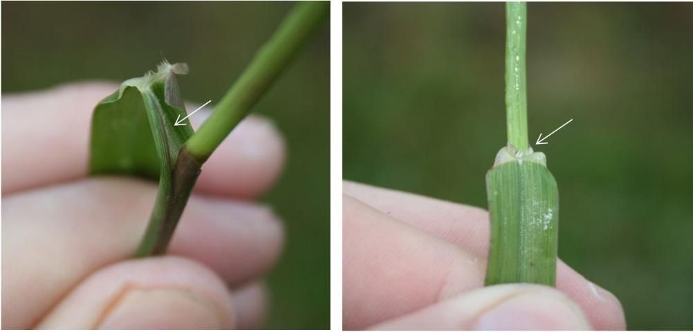 Figure 2. Left: Pubescent hair on sheath margin. Right: Ligule.