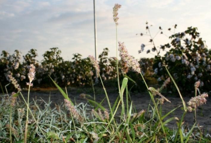 Figure 1. Southern sandbur.