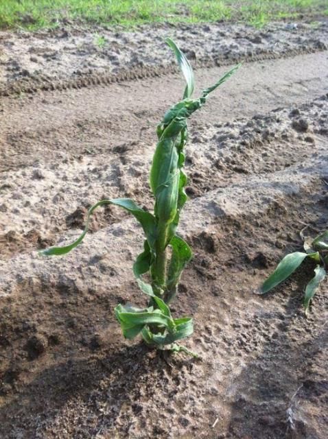 Malformed corn leaves after S-metolachlor application. This injury is referred to as buggy-whipping.