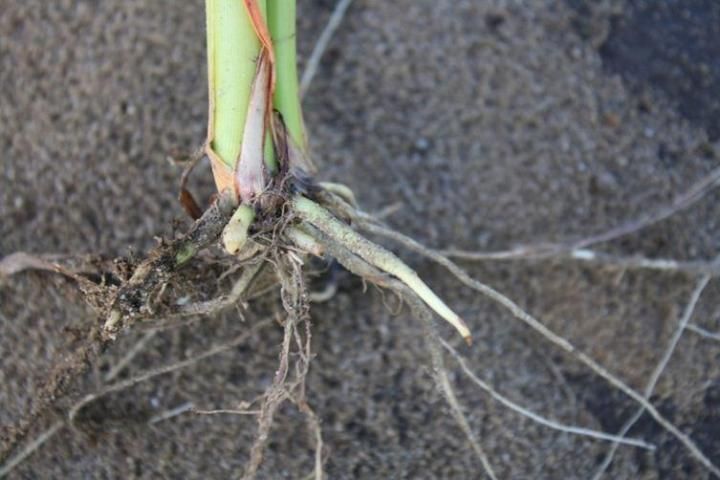 Injury caused by Pendimethalin. Note short roots.